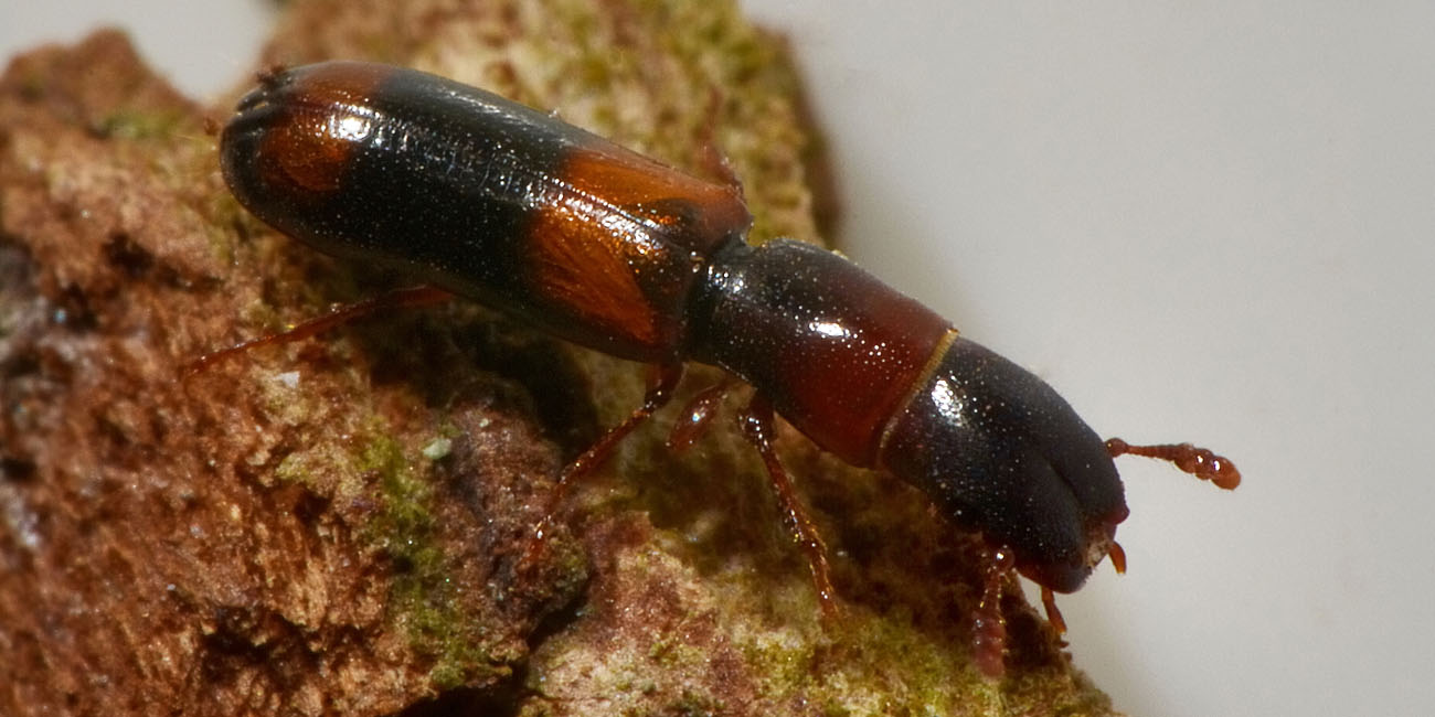 Trogositidae:   Nemozoma caucasicum